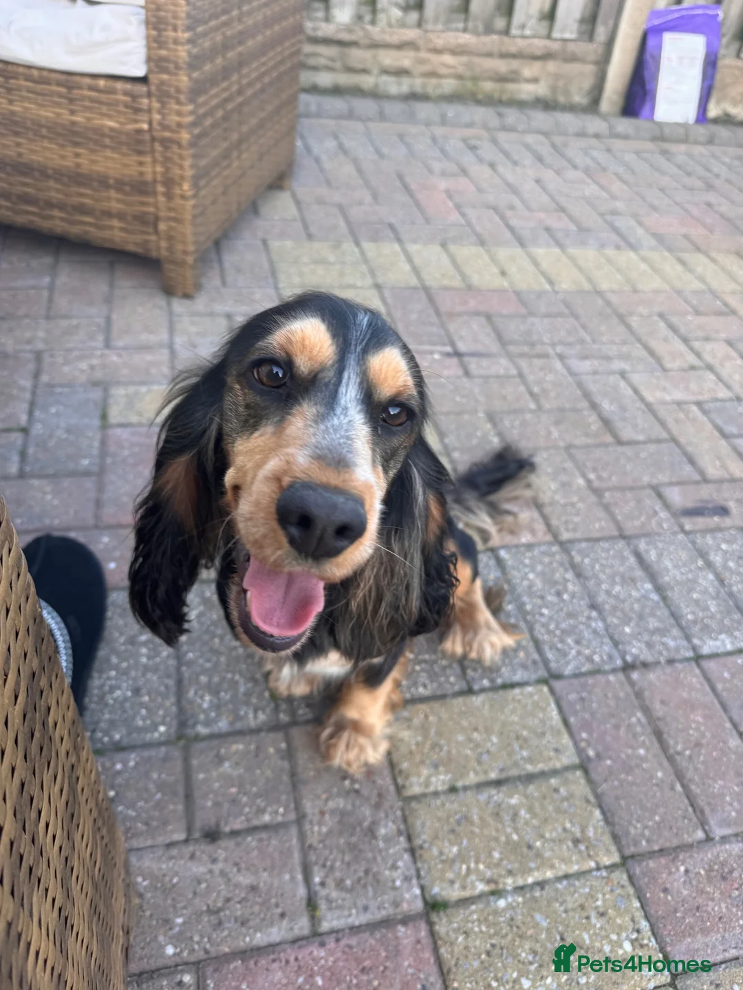 Cocker Spaniel dogs for sale: Cocker spaniel bitch 18 months old  - Advert 2