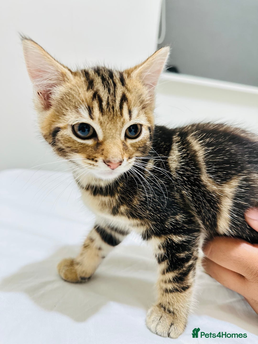 Mixed Breed cats for sale: Kittens ready to go - Image 27