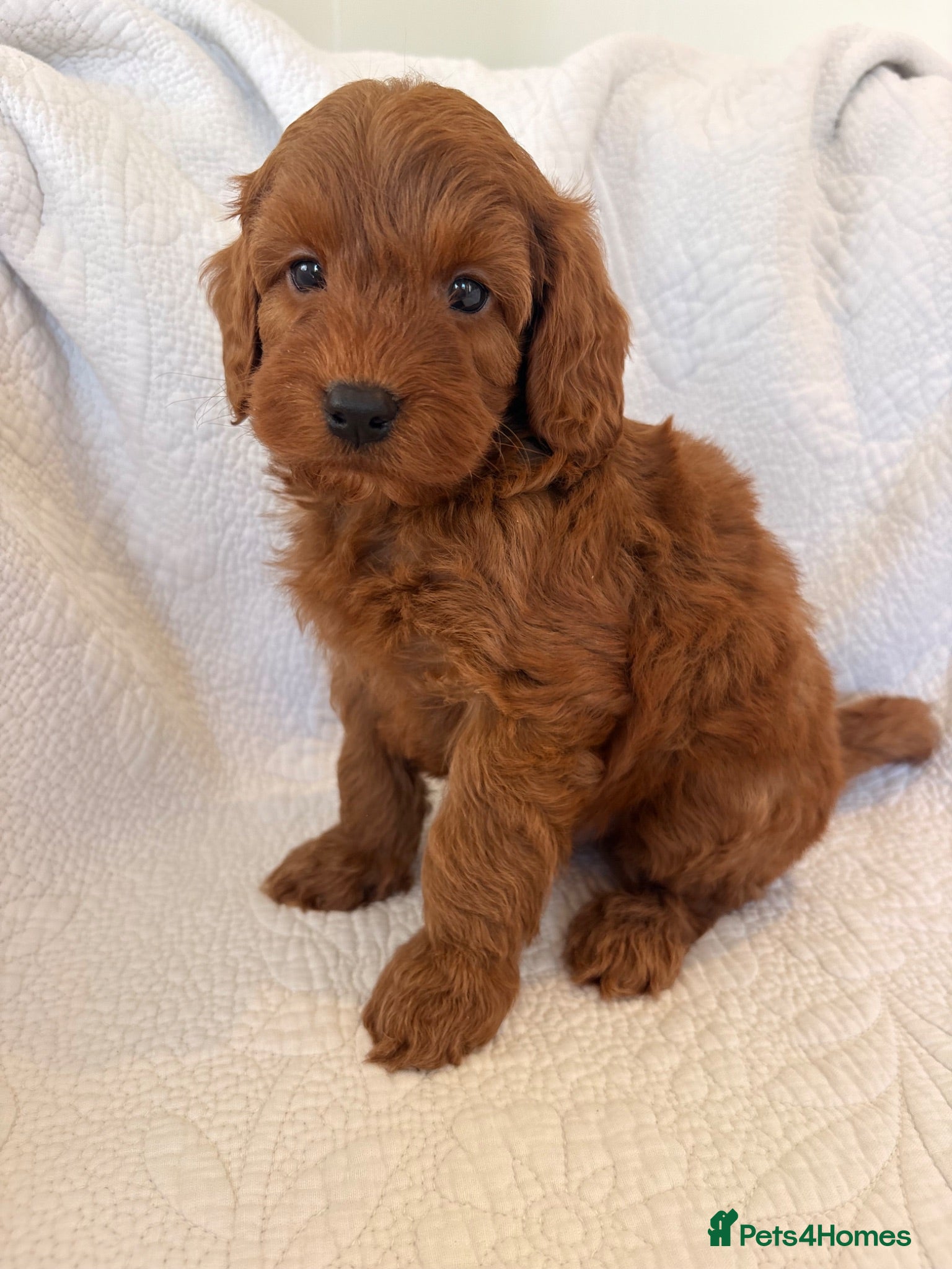 Cockapoo dogs LICENSED BREEDER QUALITY COCKAPOO PUPPIES  - Advert 1