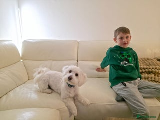 Maltipoo dogs Maltipoo - Advert 14