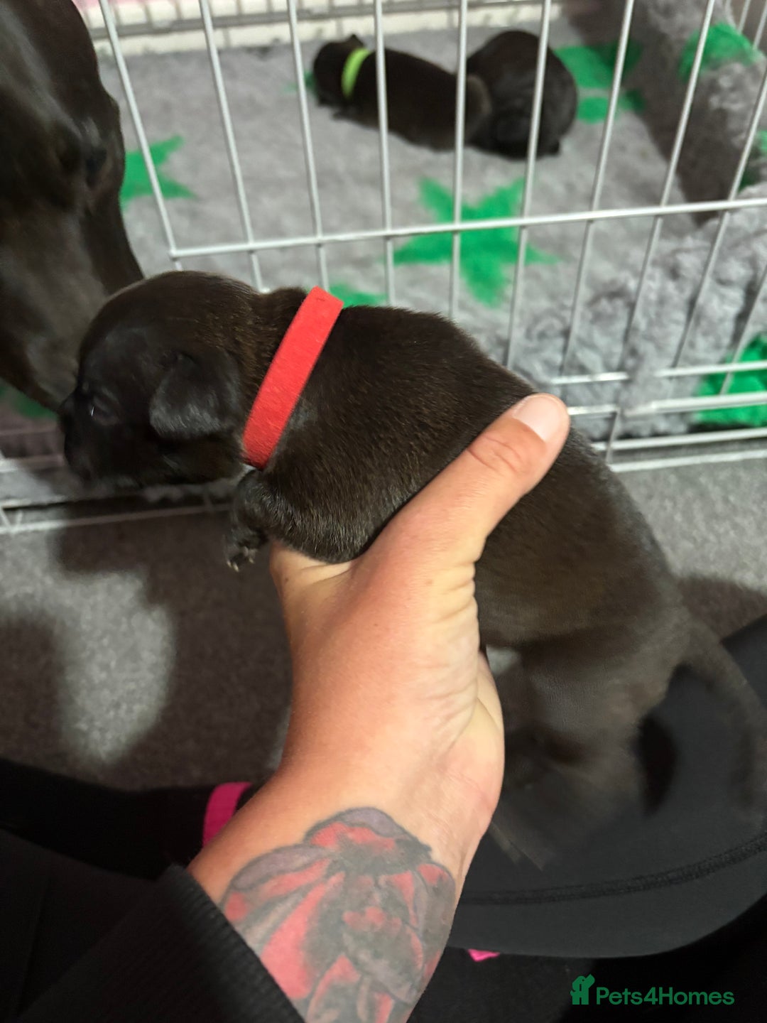 Staffordshire Bull Terrier dogs for sale: Stafford bull terrier pups - Image 16