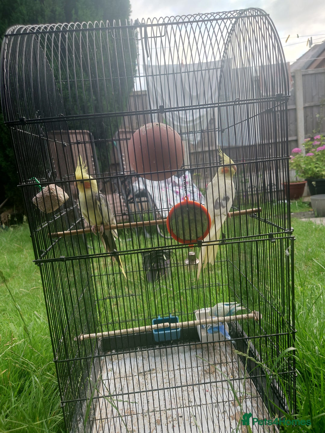 Cockatiels birds for sale: 2 Cockatiels & 2 Budgies with Cage in Preston - Image 13