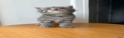 Mixed Breed cats for sale: Kittens  in Loughborough - Advert 7