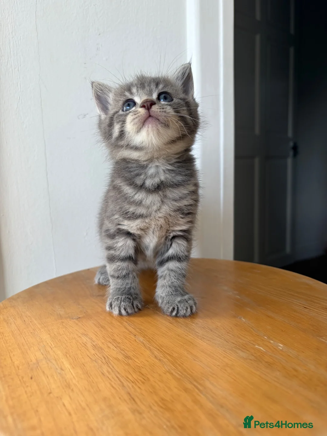 Mixed Breed cats for sale: Kittens  in Loughborough - Advert 7