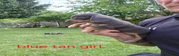 Miniature Dachshund dogs for sale: PRA CLEAR, KC REG MIN DACHSHUNDS  - Advert 15