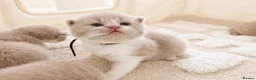 British Shorthair cats for sale: Champion British Shorthair kittens *health tested* - Advert 2