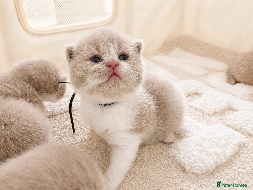 British Shorthair cats for sale: Champion British Shorthair kittens *health tested* - Advert 2