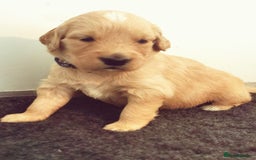 Golden Retriever dogs for sale: Golden Retriever puppies - Image 12