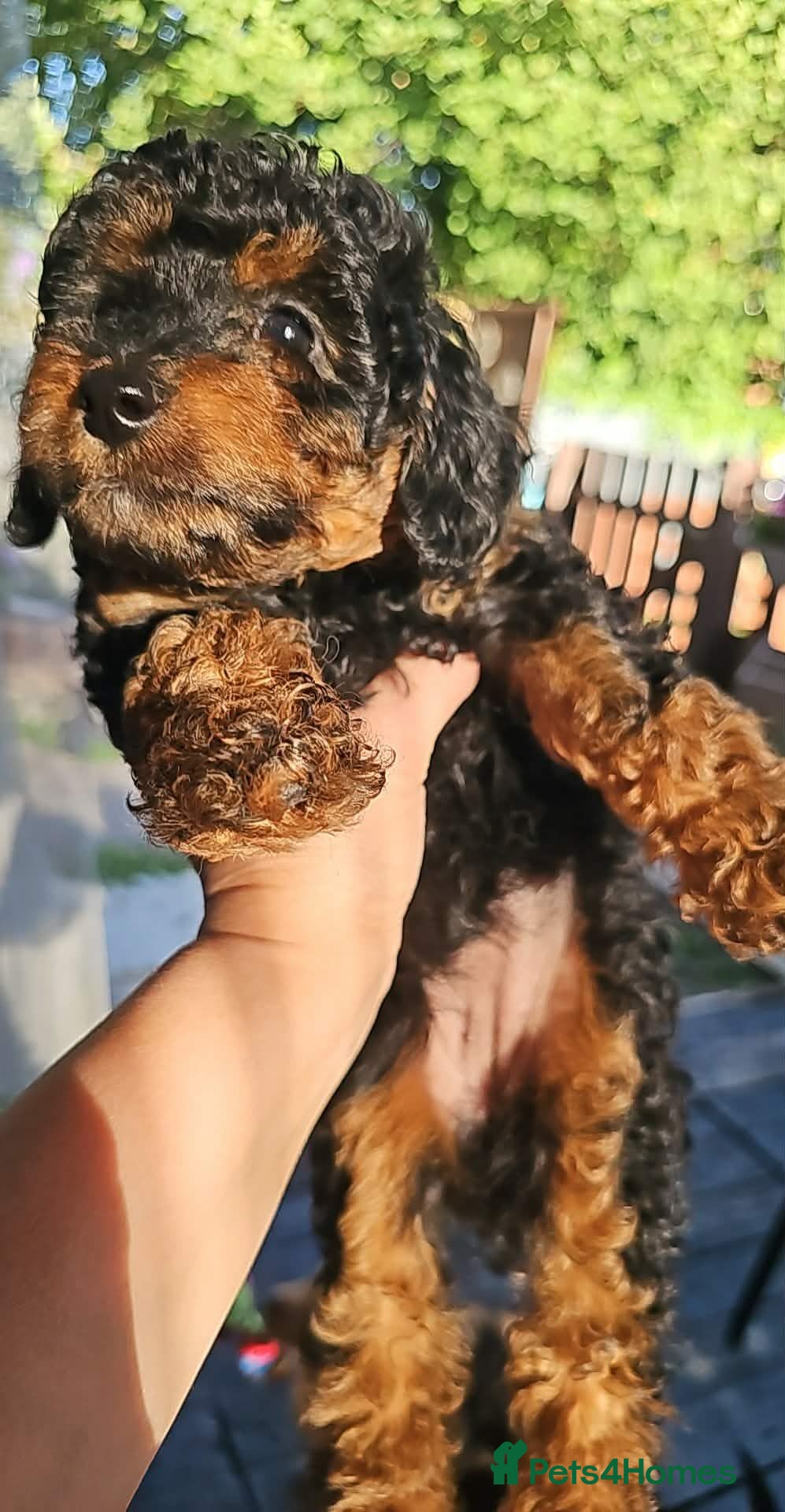 Cavapoo dogs Adorable Cavapoo Puppies Looking for Loving Homes - Advert 10