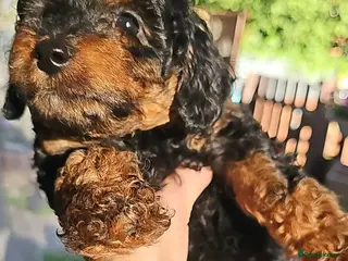 Cavapoo dogs Adorable Cavapoo Puppies Looking for Loving Homes - Advert 10