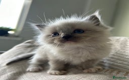 Ragdoll cats for sale: One blue mitted ragdoll boy - Image 4