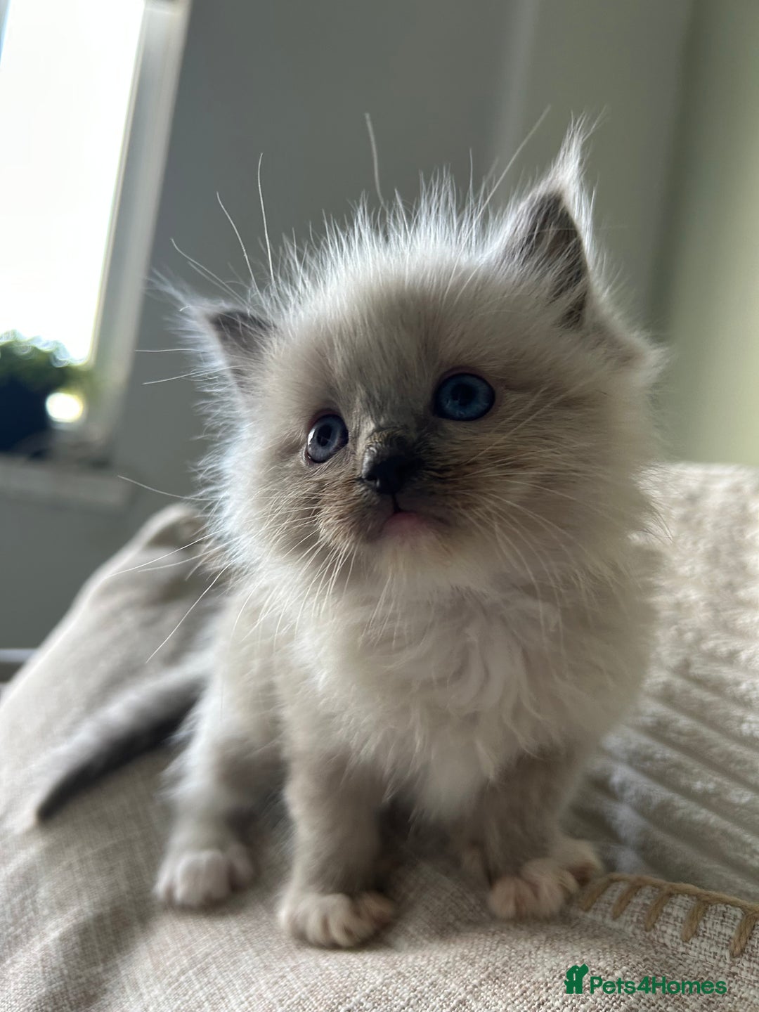 Ragdoll cats for sale: One blue mitted ragdoll boy - Image 4