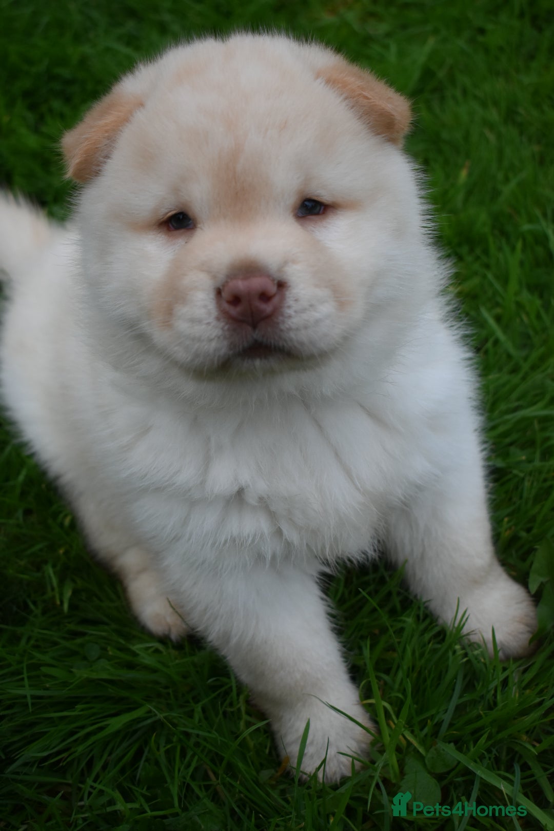 Mixed Breed dogs for sale: Genuine Chowski puppies  - Image 11