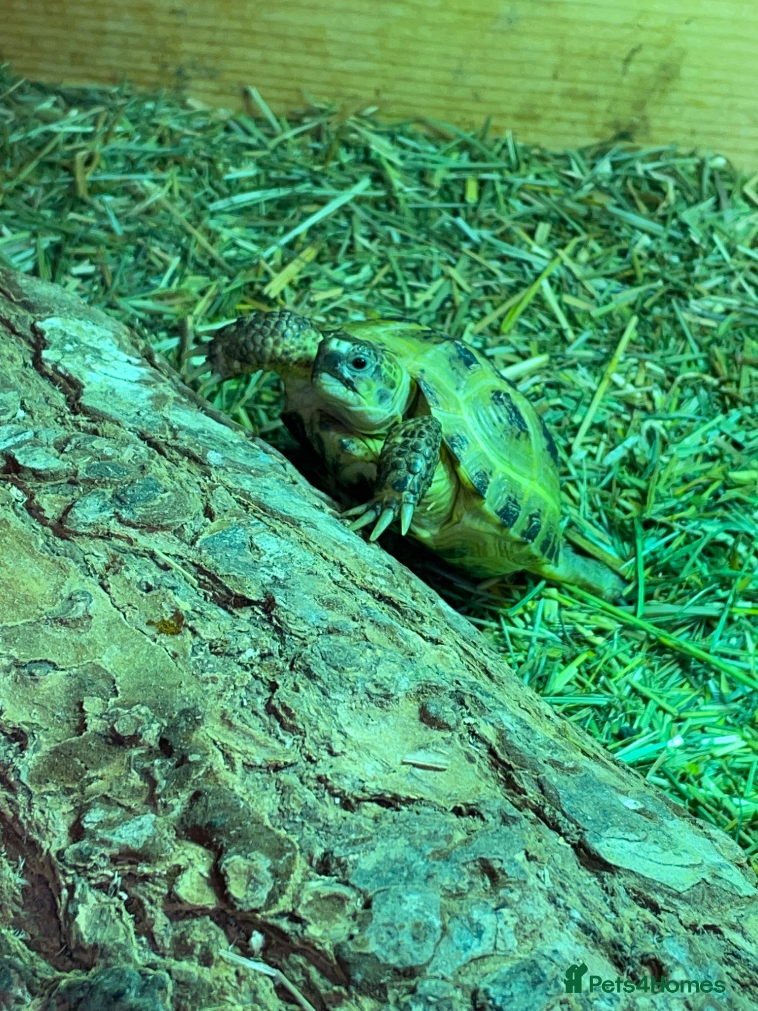 Tortoise reptiles for sale: Baby Horsefield Tortoises Available  - Advert 2