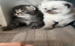 Perdoll cats for sale: Perdolls x2  - Image 1