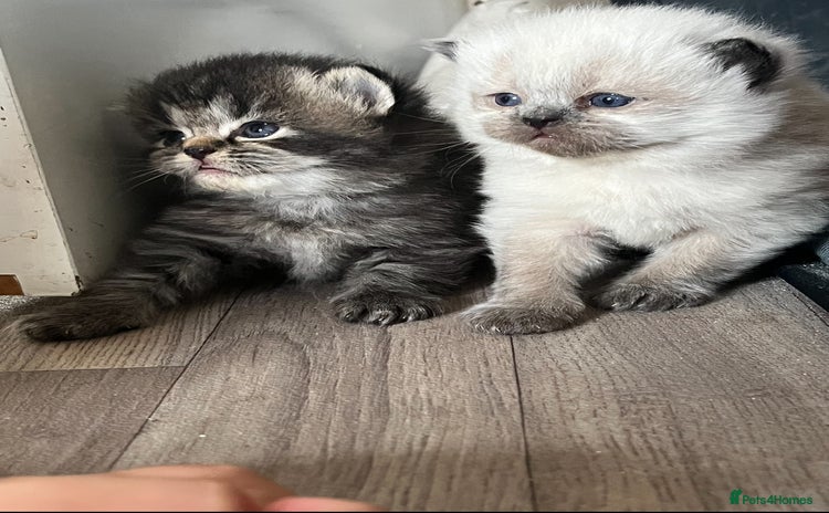 Perdoll cats - Advert 9