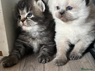 Perdoll cats - Advert 10