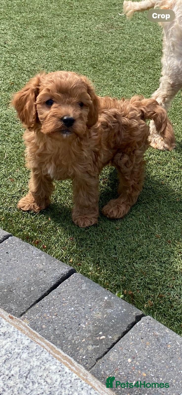 Cavapoo dogs for sale: Beautiful, stunning litter of cavapoo pups - Advert 1
