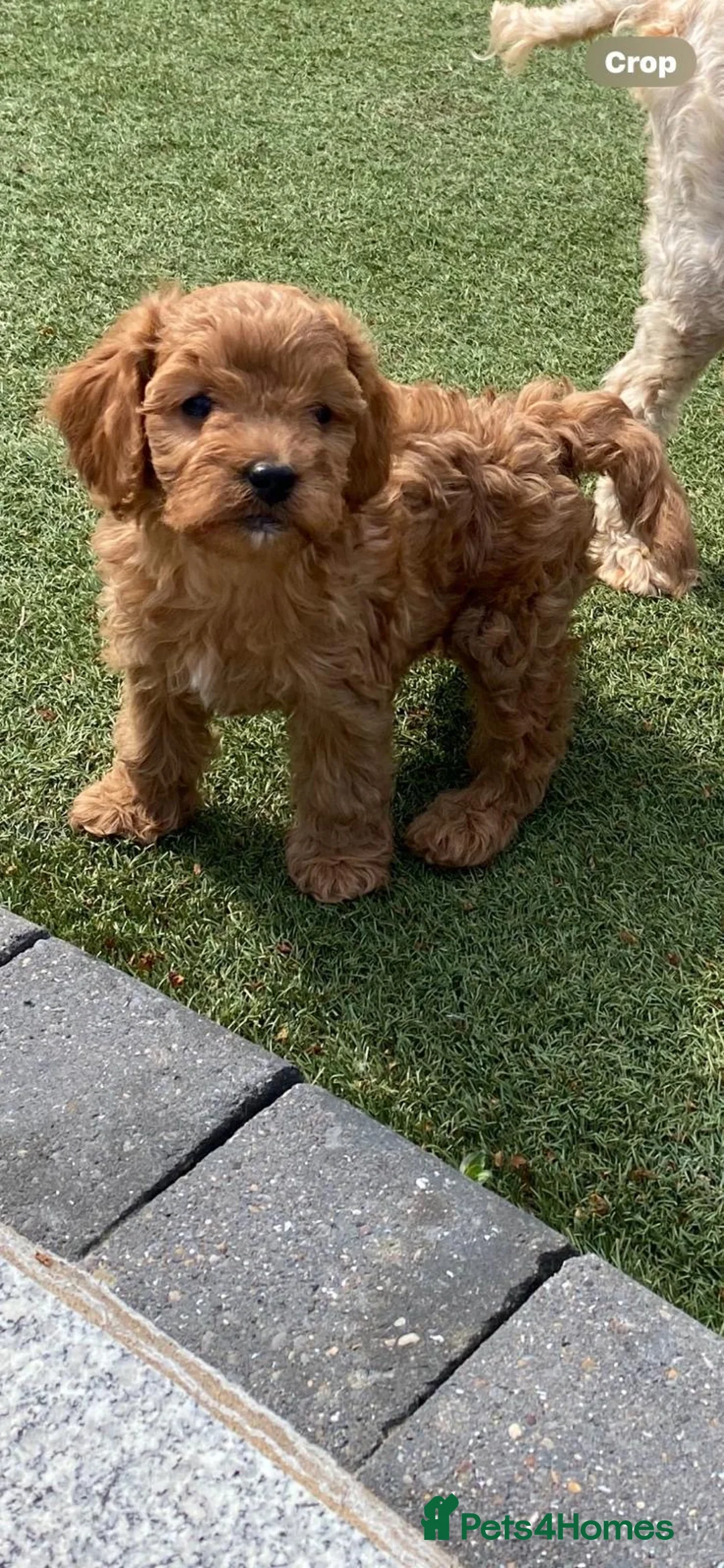Cavapoo dogs for sale: Beautiful, stunning litter of cavapoo pups - Advert 1