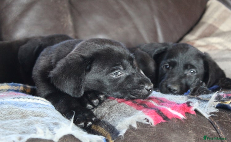 Labrador Retriever dogs - Advert 8