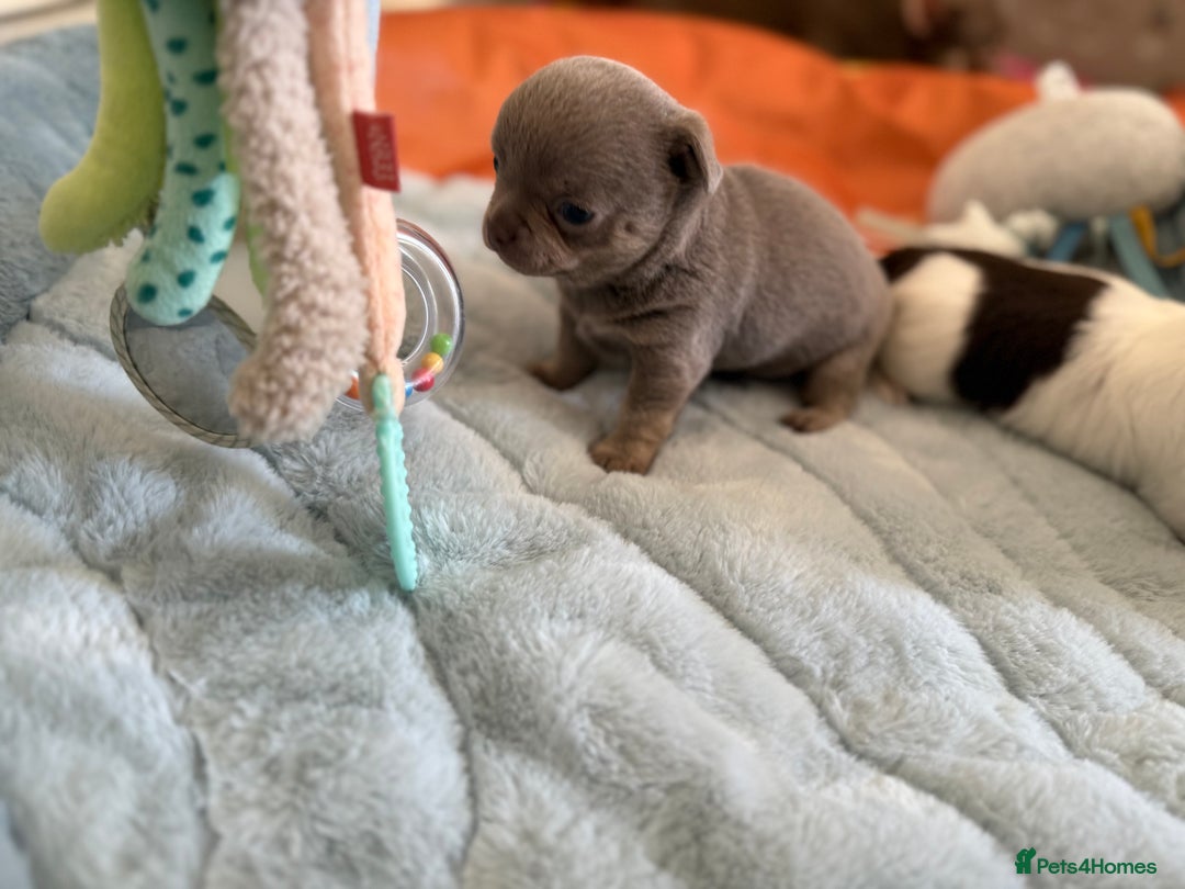 Chihuahua dogs for sale: KC reg Handsome lilac & tan boy 🍎 🐶  - Image 10