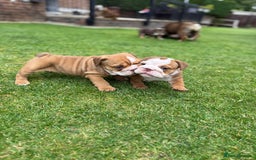 English Bulldog dogs for sale: Amazing litter of English bulldogs - Image 14
