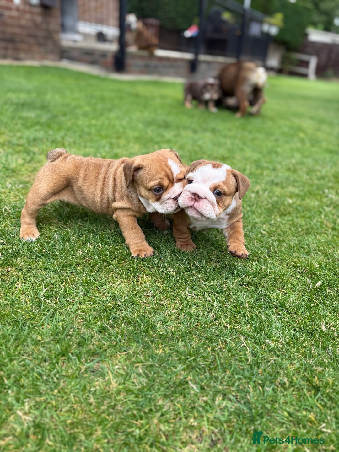 English Bulldog dogs for sale: Amazing litter of English bulldogs - Image 14