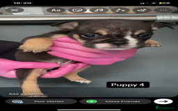 English Bulldog dogs for sale: KC registered English Bulldog Puppies  - Image 25