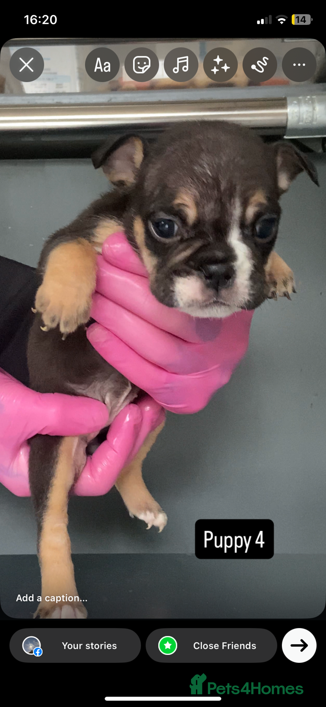 English Bulldog dogs for sale: KC registered English Bulldog Puppies  - Image 25