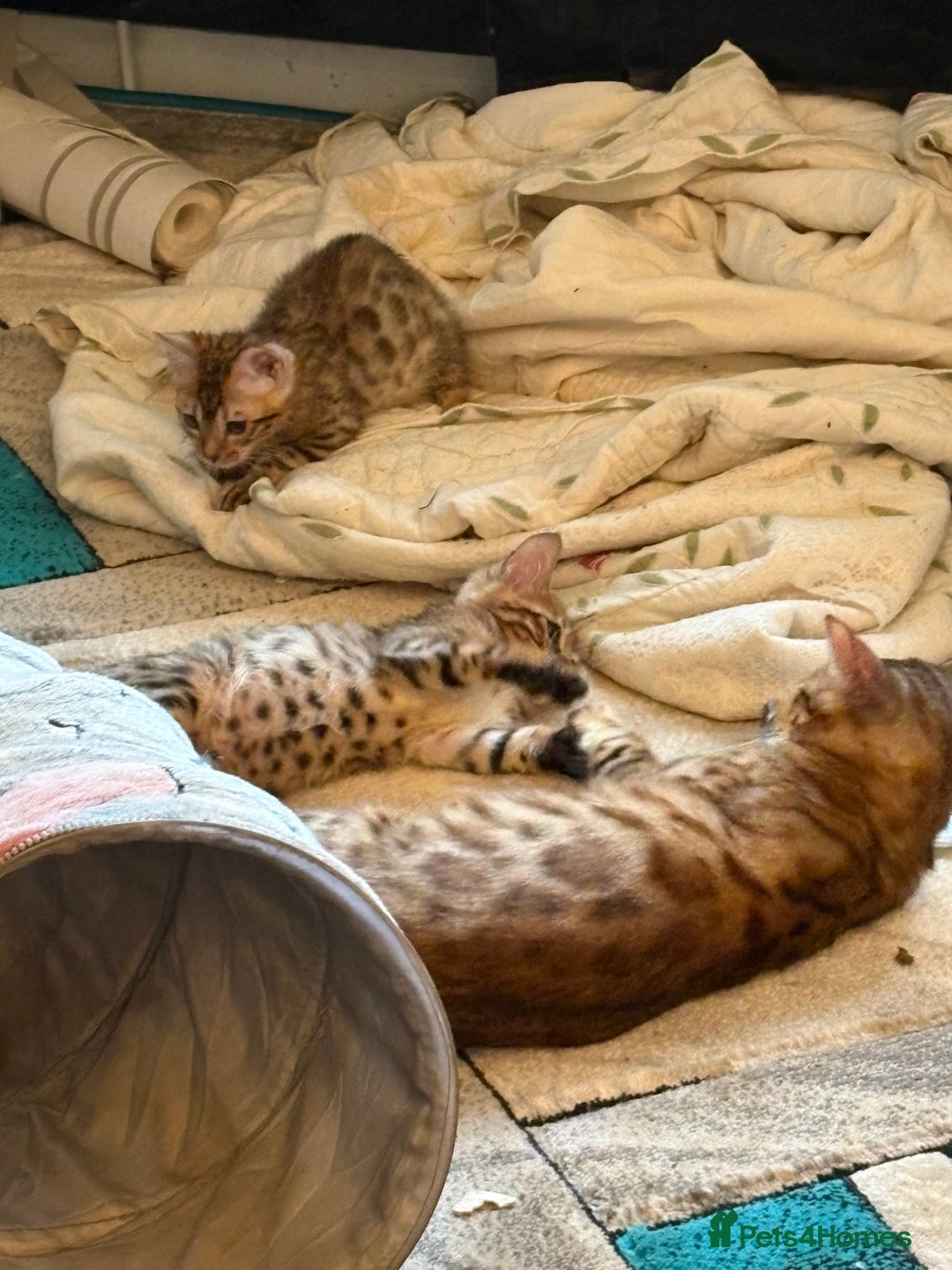 Bengal cats for sale: Registered bengal kittens - Image 11