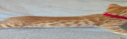 Mixed Breed cats for sale: Beautiful half Bengal kittens - Advert 25