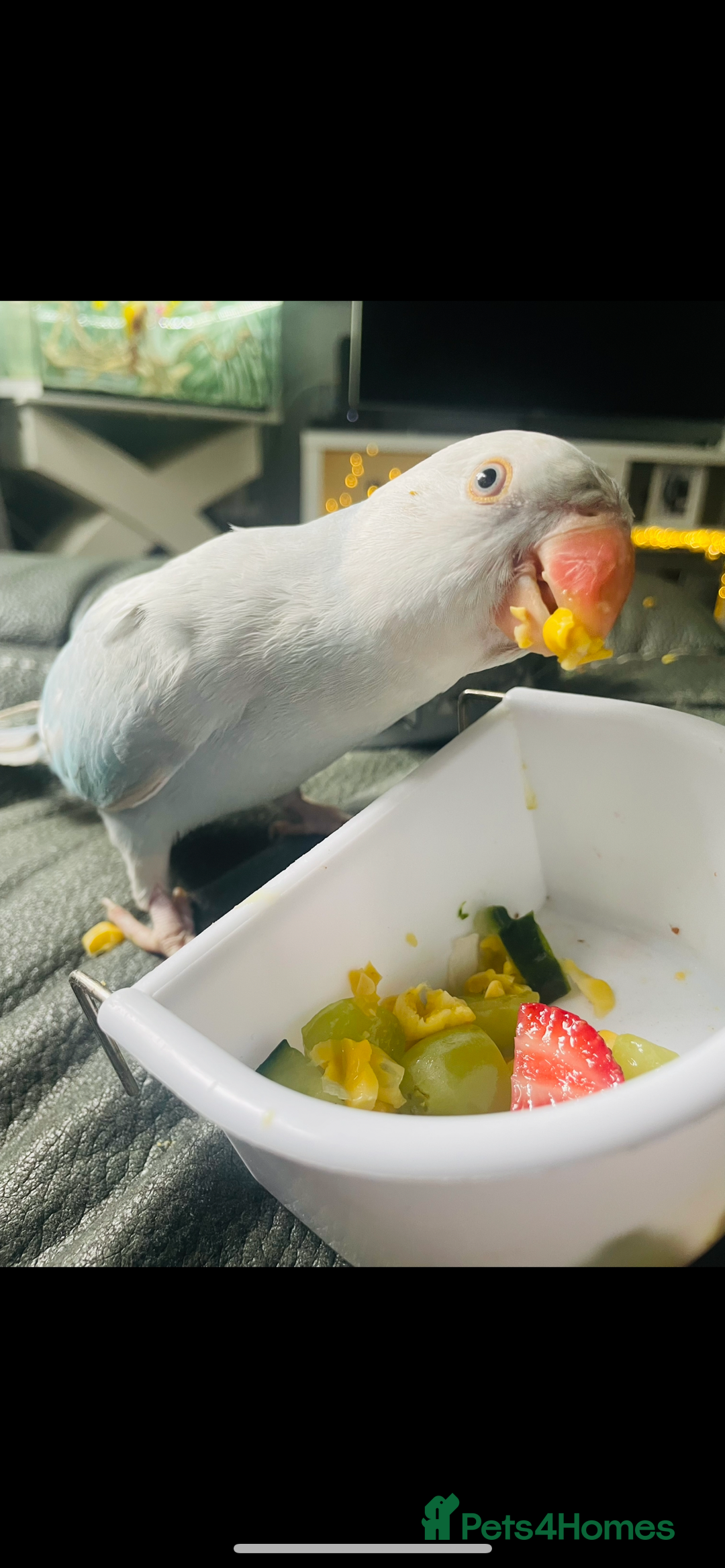 Ringnecks birds for sale:  Beautiful female Ringneck - Image 5