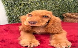 Cocker Spaniel dogs for sale: 🧡 Show Cocker Spaniel Puppy For Sale - Image 15