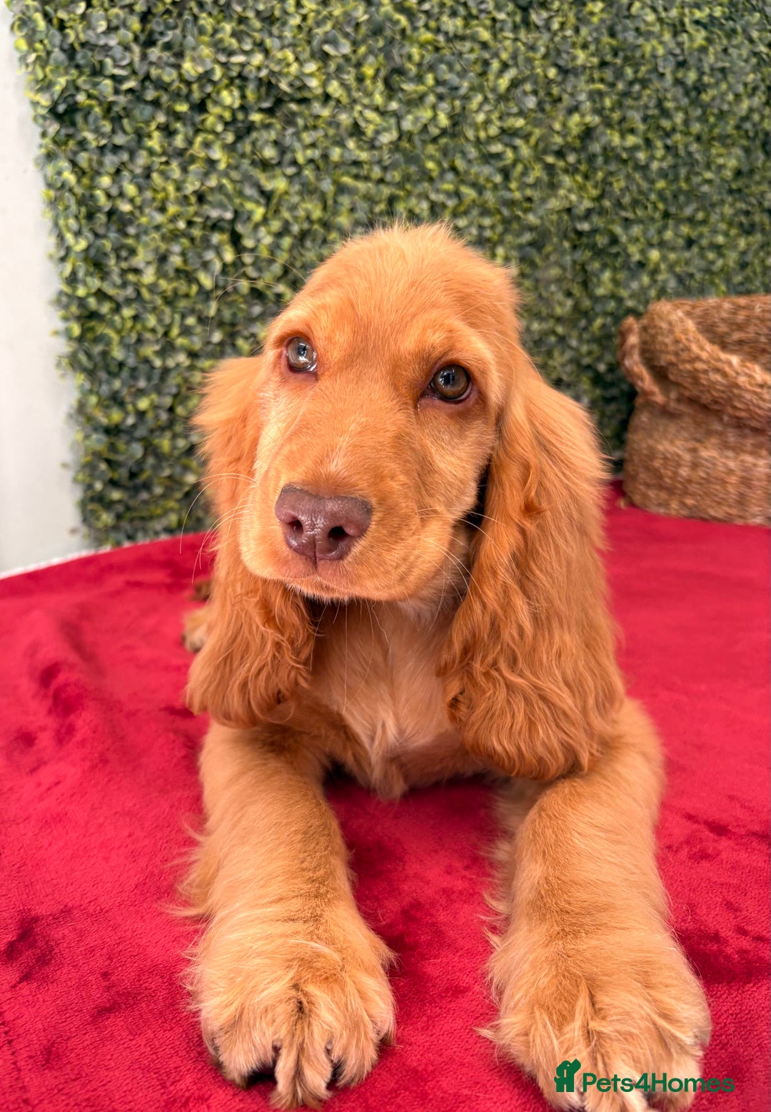 Cocker Spaniel dogs for sale: 🧡 Show Cocker Spaniel Puppy For Sale - Image 15