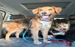 Mixed Breed dogs for adoption: Sweet Nathan Is looking for Love  - Image 14