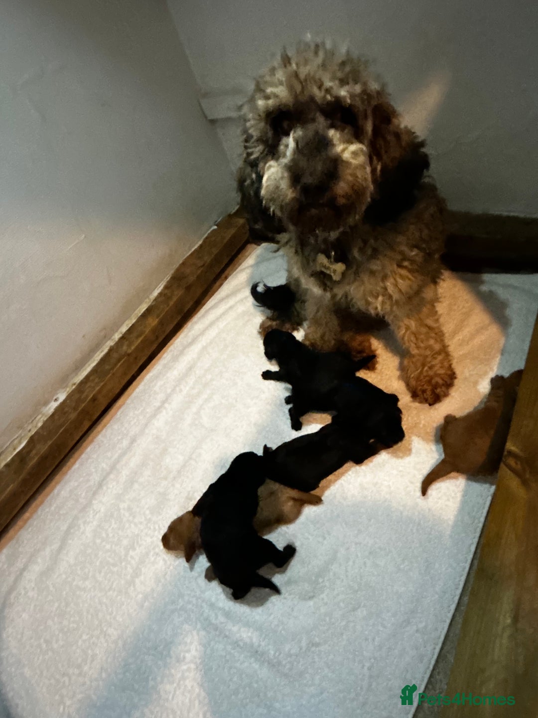 Cockapoo dogs for sale: Toy Cockapoo’s  - Advert 19