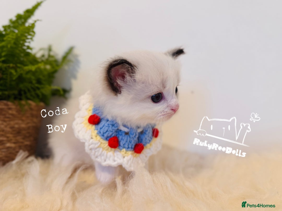 Ragdoll cats for sale: 🌟DNA Test🏆GCCF/TICA Championship Ragdoll Kitten - Advert 21