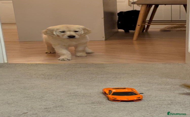Golden Retriever dogs - Advert 1