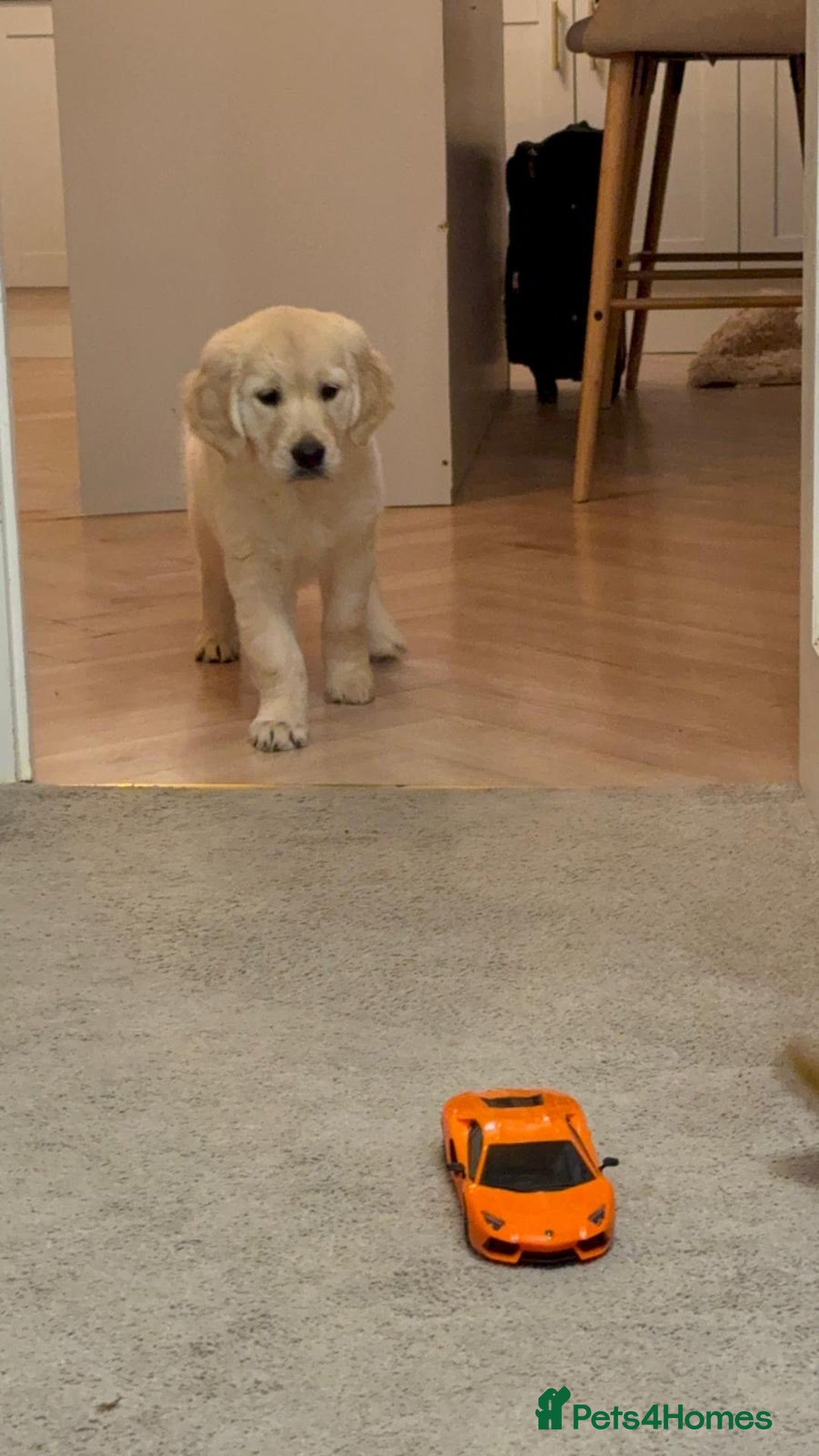 Golden Retriever dogs for sale: Golden retriver female 8 weeks - Image 1