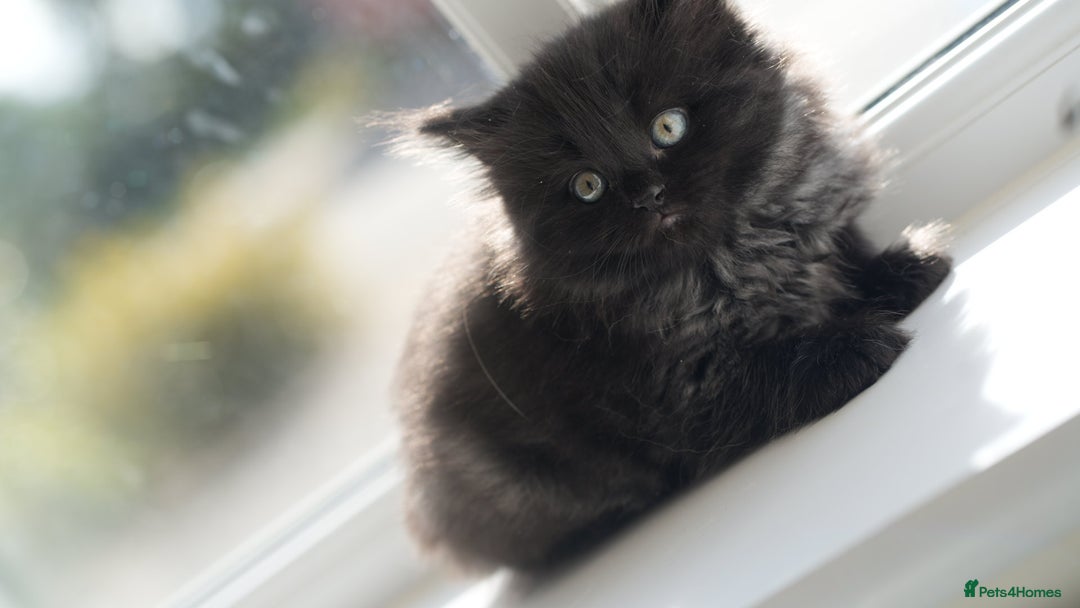 Mixed Breed cats for sale: Three Mixed kittens ( british short hair mother ) - Image 8