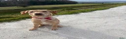 Labrador Retriever dogs for sale: 10 month old yellow male lab - Advert 5
