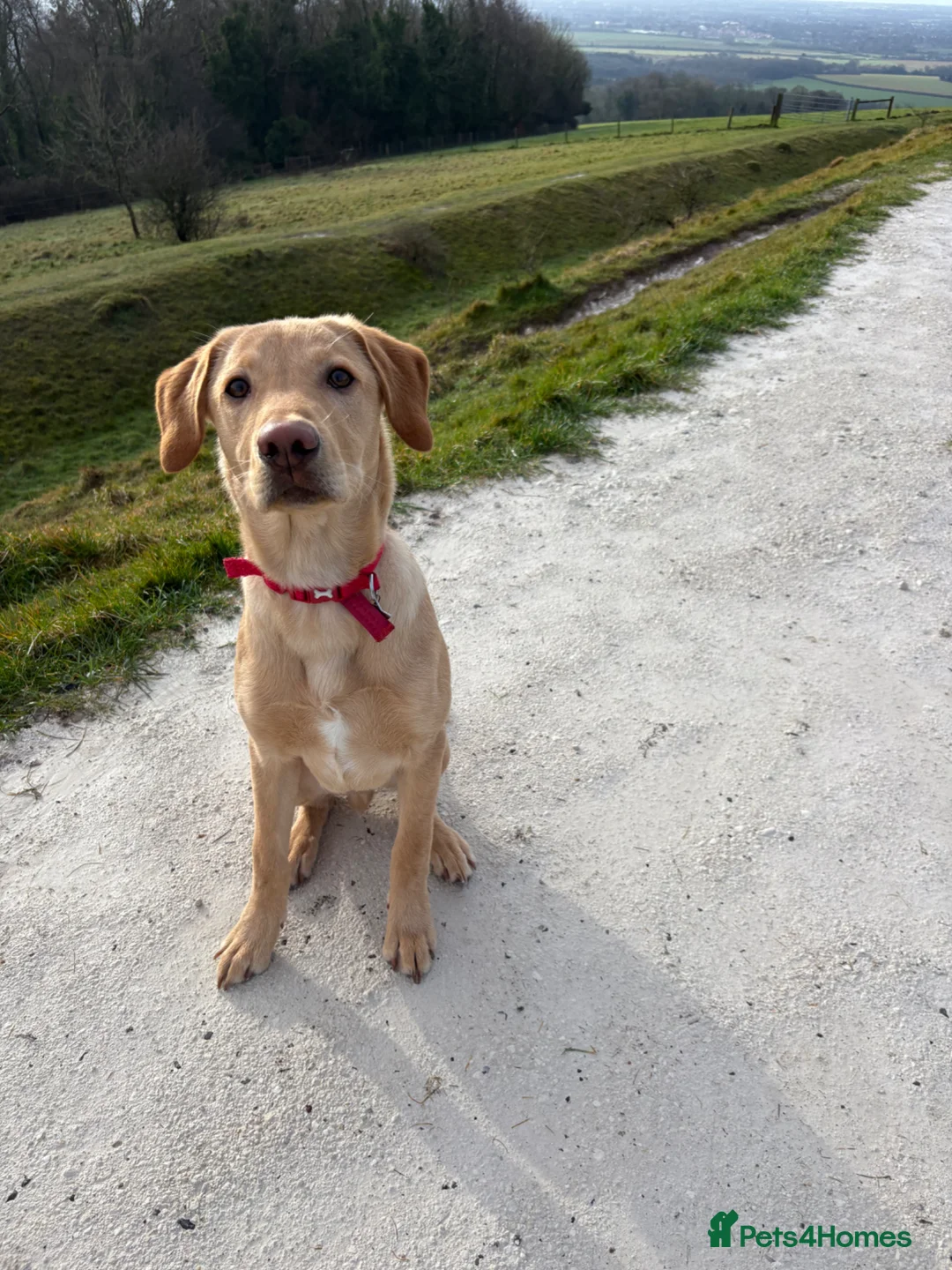 Labrador Retriever dogs for sale: 10 month old yellow male lab - Advert 5