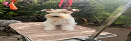 Fox Terrier dogs for sale: Young adult bitch. - Advert 6