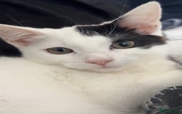 Domestic Shorthair cats for sale: Blair beautiful domestic short haired  - Image 5