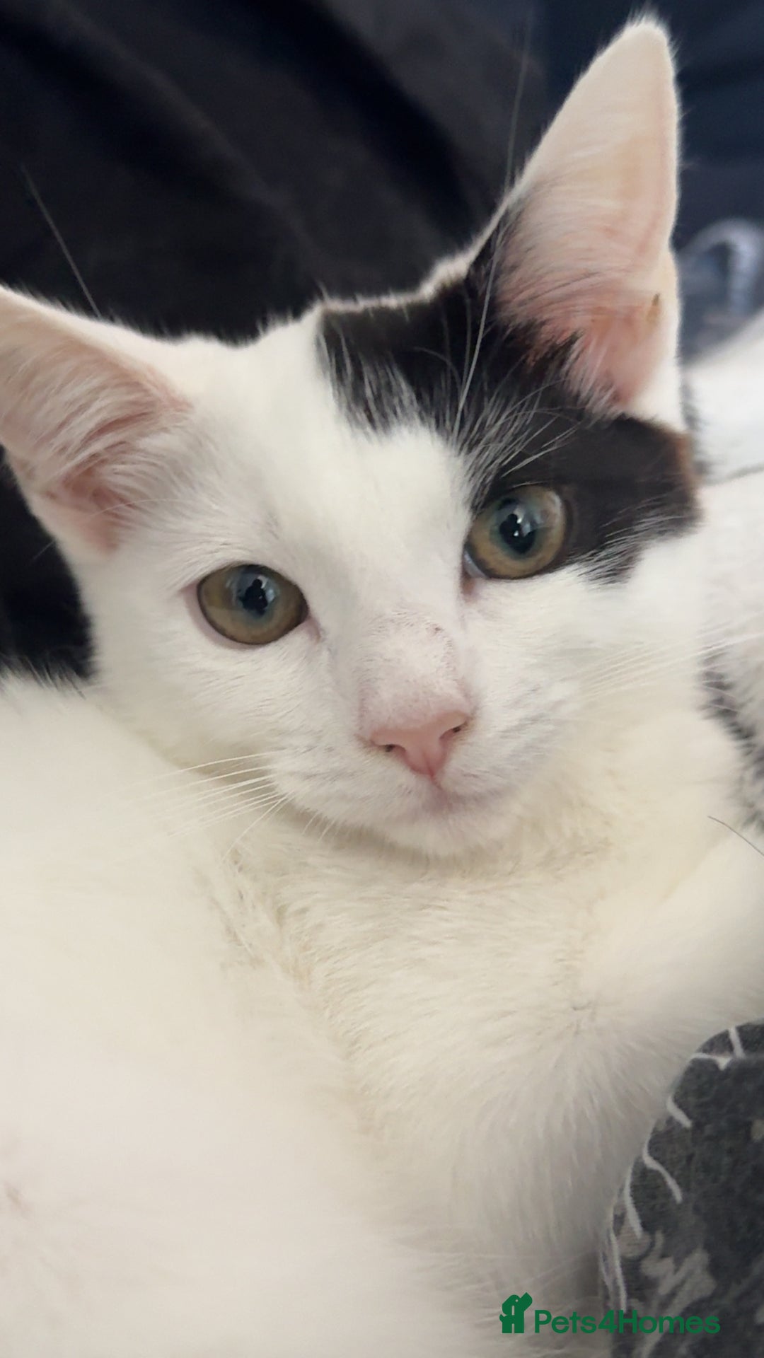 Domestic Shorthair cats for sale: Blair beautiful domestic short haired  - Image 5