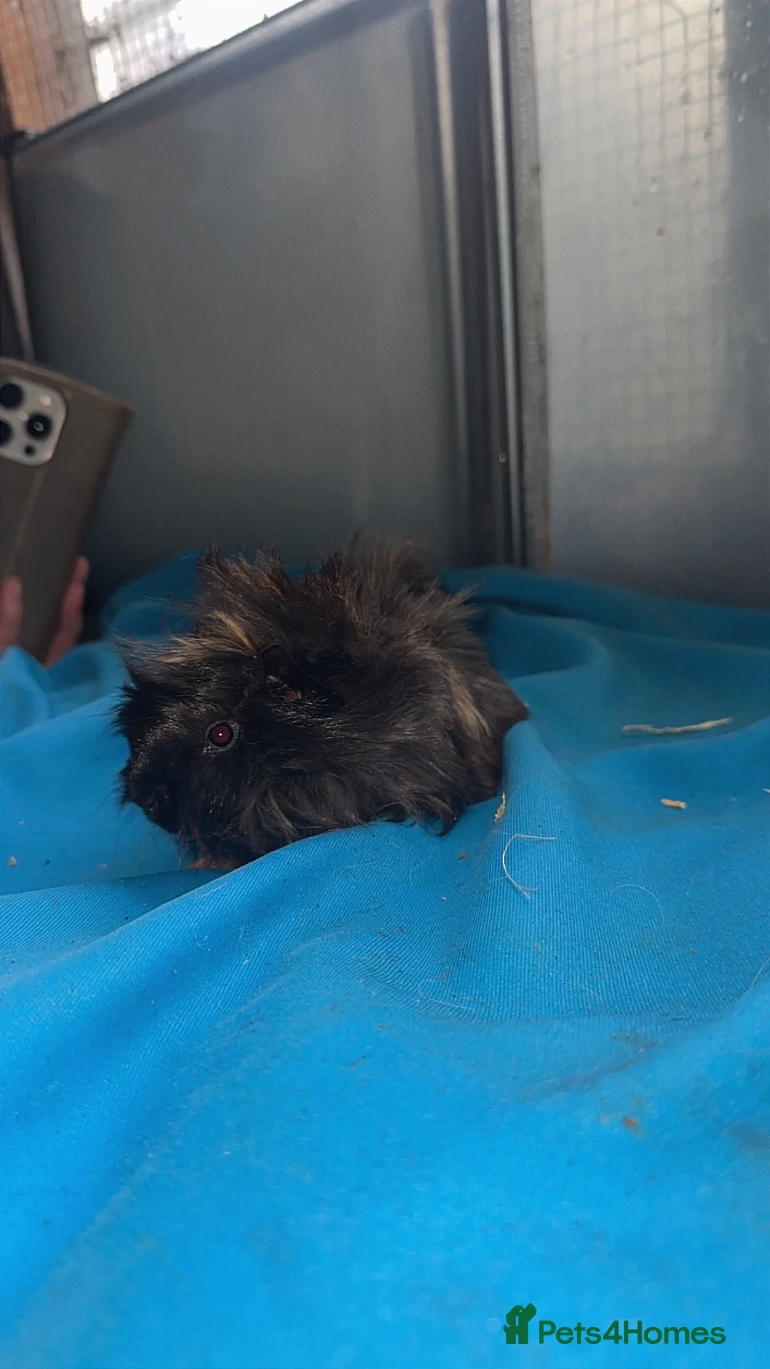 Guinea Pig rodents for sale: Guniea pigs  - Advert 27