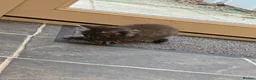 Mixed Breed cats for sale: Beautiful kittens - Advert 14