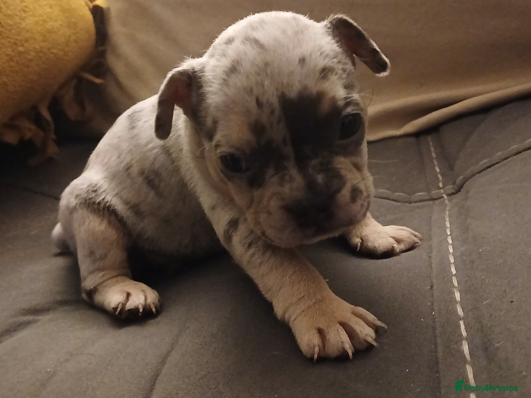 French Bulldog dogs for sale: French bulldog puppies x7  - Advert 10