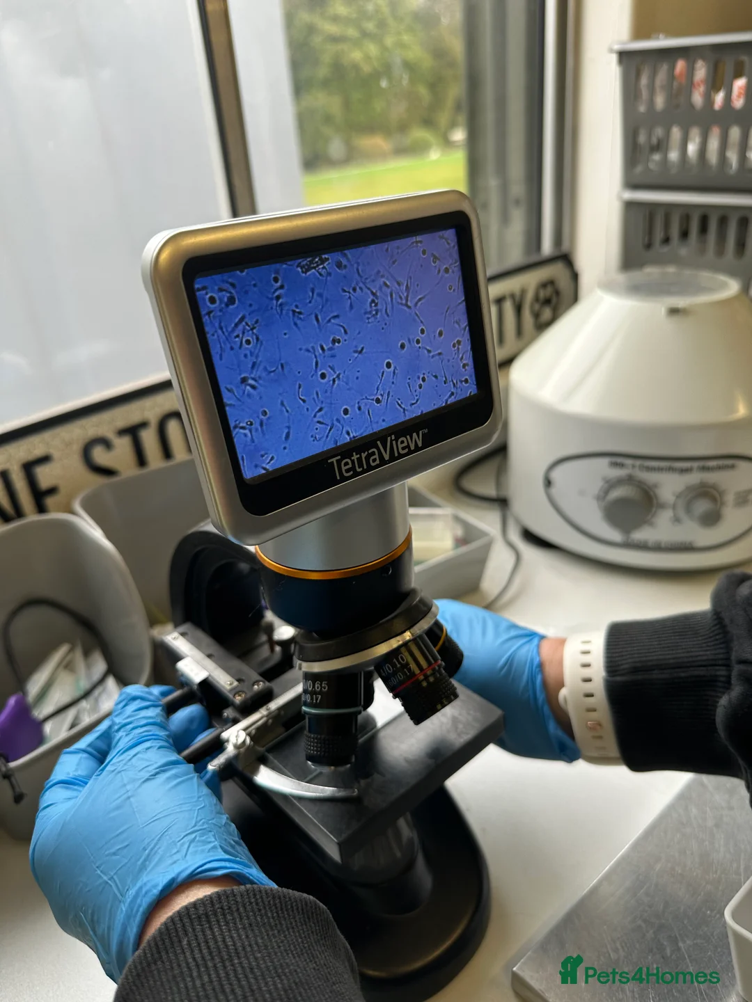 Maltese dogs for stud: Fabulous proven miniature Maltese for stud 🌟 in South Shields - Advert 24