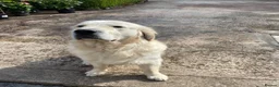 Golden Retriever dogs for sale: KC Registered Golden Retriever Puppies - Advert 11